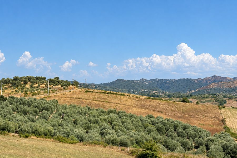 Enhanced olive grove photo preview